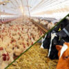 مرغداری-دامداری
