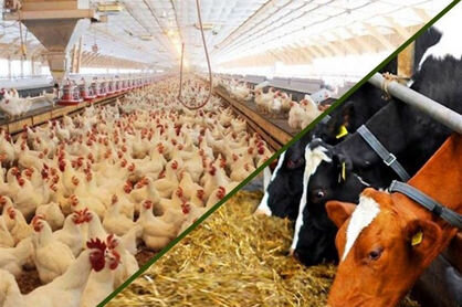 تصفیه پساب دامداری و مرغداری در مشهد | تولید بیوگاز و بازیابی انرژی