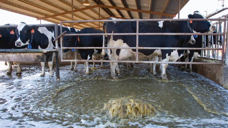 Livestock-wastewater-treatment-package-3